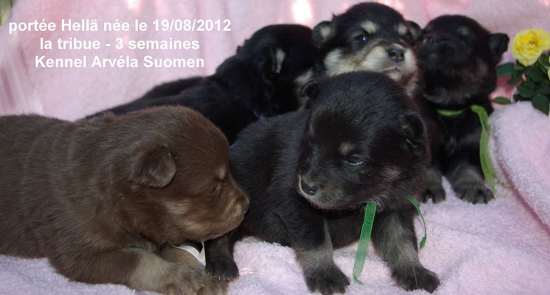 Arvela Suomen - Chien finnois de Laponie - Portée née le 19/08/2012