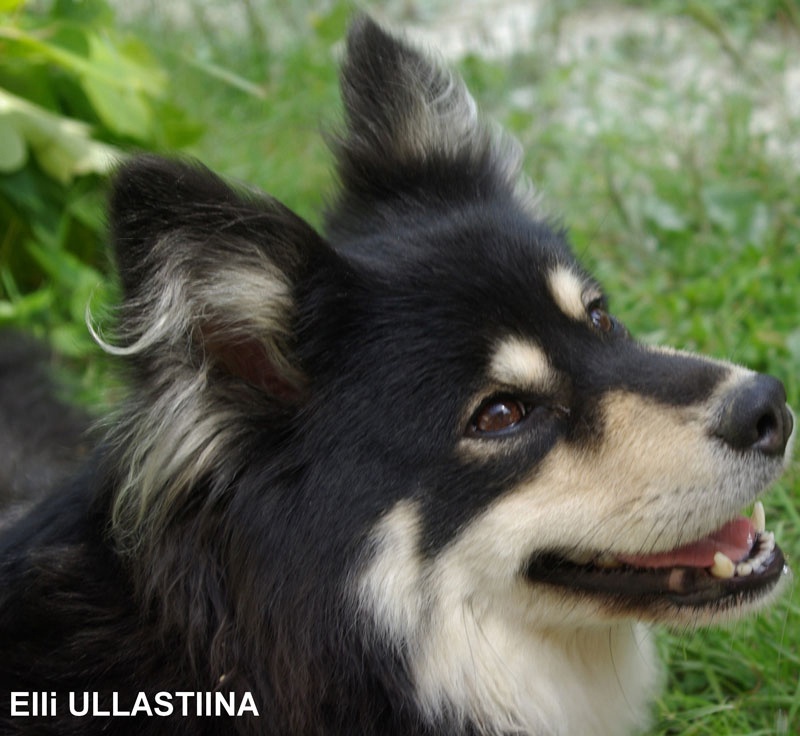 CH. Ullastiina Elli